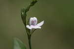 Looseflower waterwillow